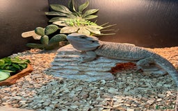 Bearded Dragon reptiles for sale: Bearded dragon and vivarium - Image 1