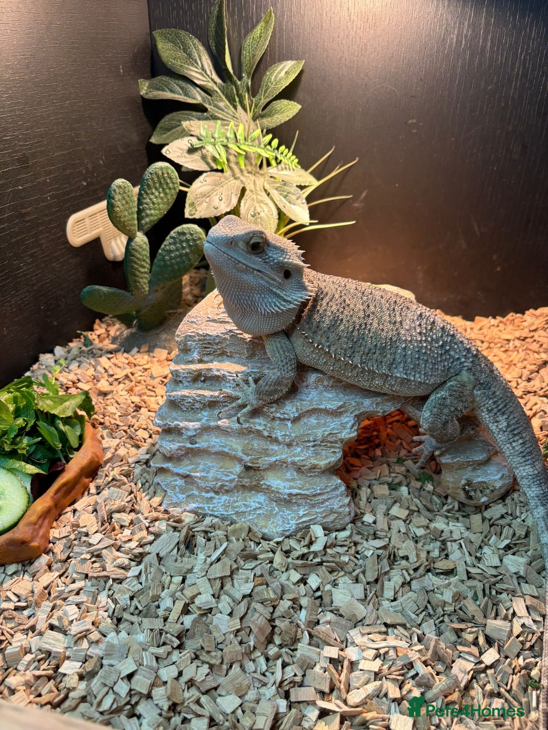 Bearded Dragon reptiles for sale: Bearded dragon and vivarium - Image 1
