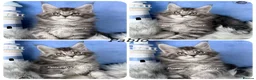 Maine Coon cats for sale: TICA registered adorable Maine coon kittens - Advert 5