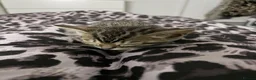 Bengal cats for sale: Bengal babies  in Boston - Advert 9