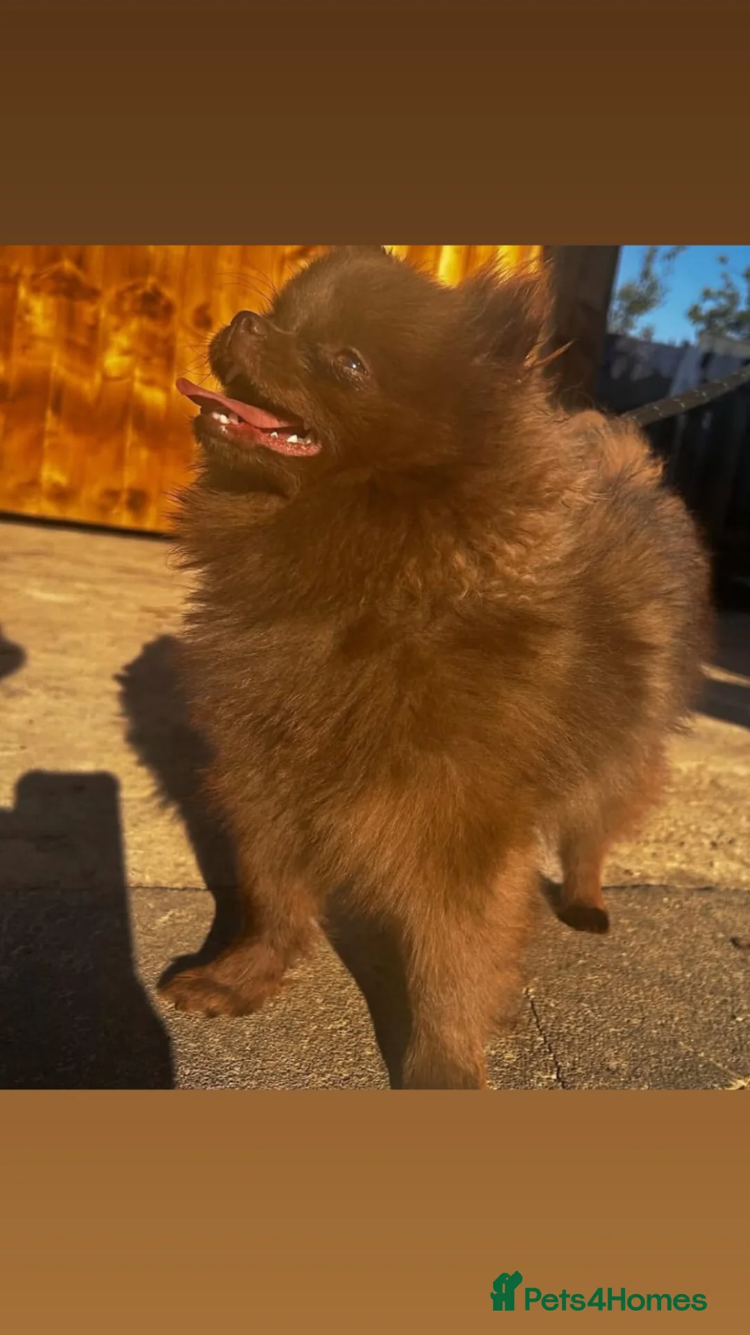 Pomeranian dogs for sale: Female  **  Pomeranian  in Saint Helens - Advert 2