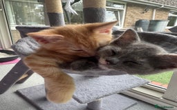 Ragdoll cats for sale: Gorgeous ragdoll cross grey kitten for sale - Image 3