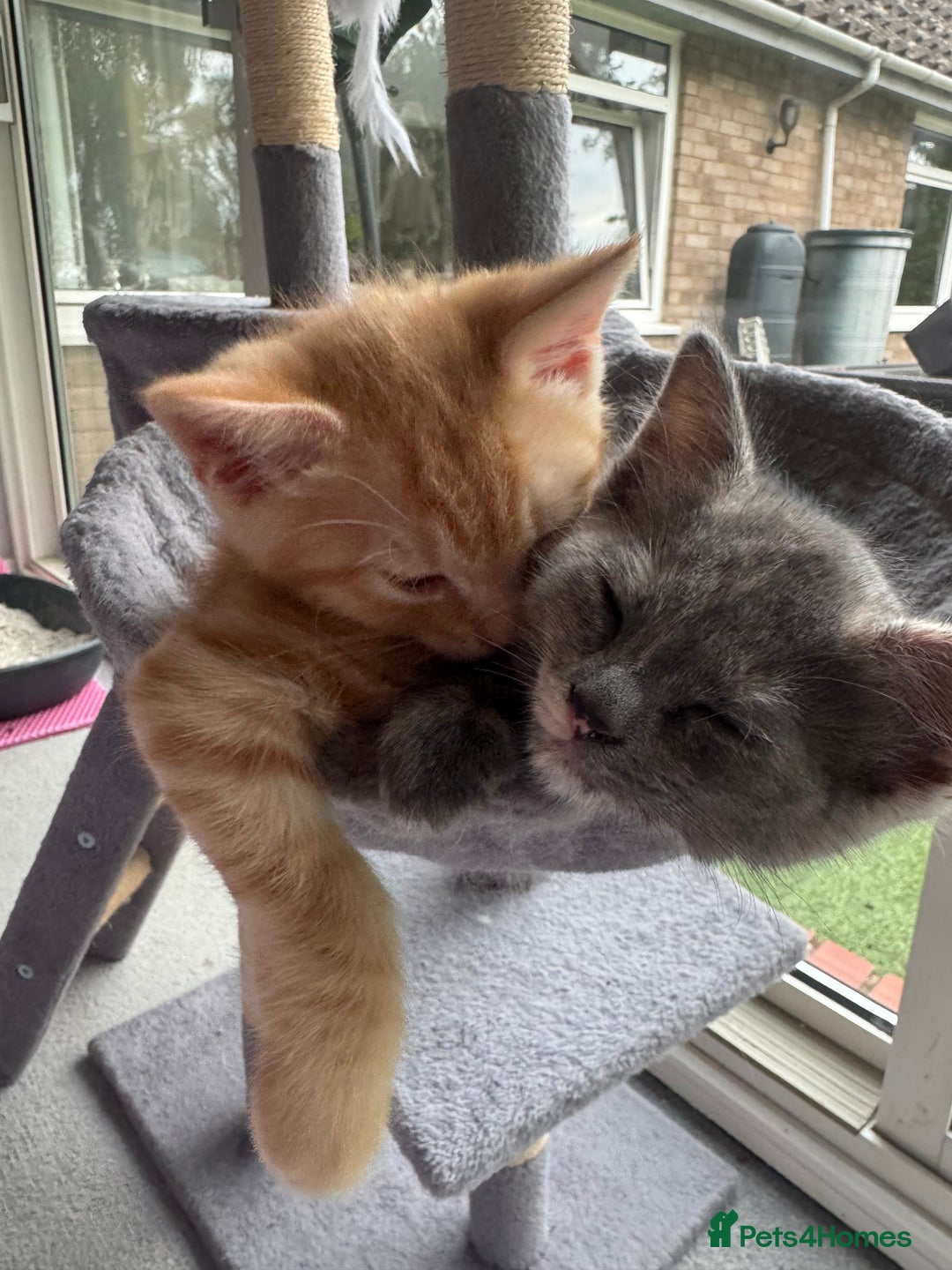 Ragdoll cats for sale: Gorgeous ragdoll cross grey kitten for sale - Image 3