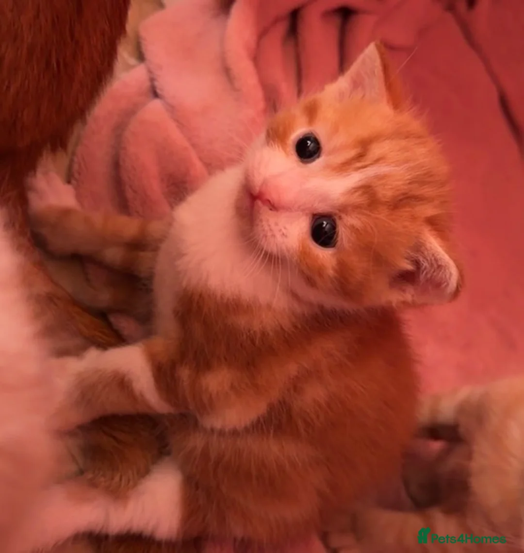 Mixed Breed cats for sale: 2 orange and 1 champagne male kittens - Advert 2