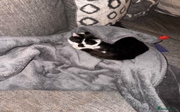 Domestic Shorthair cats for sale: Rehoming 2 year old Phantom £0 - Image 5