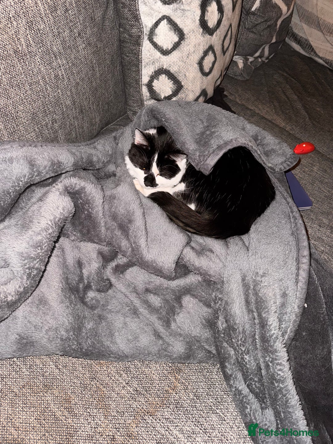 Domestic Shorthair cats for sale: Rehoming 2 year old Phantom £0 - Image 5