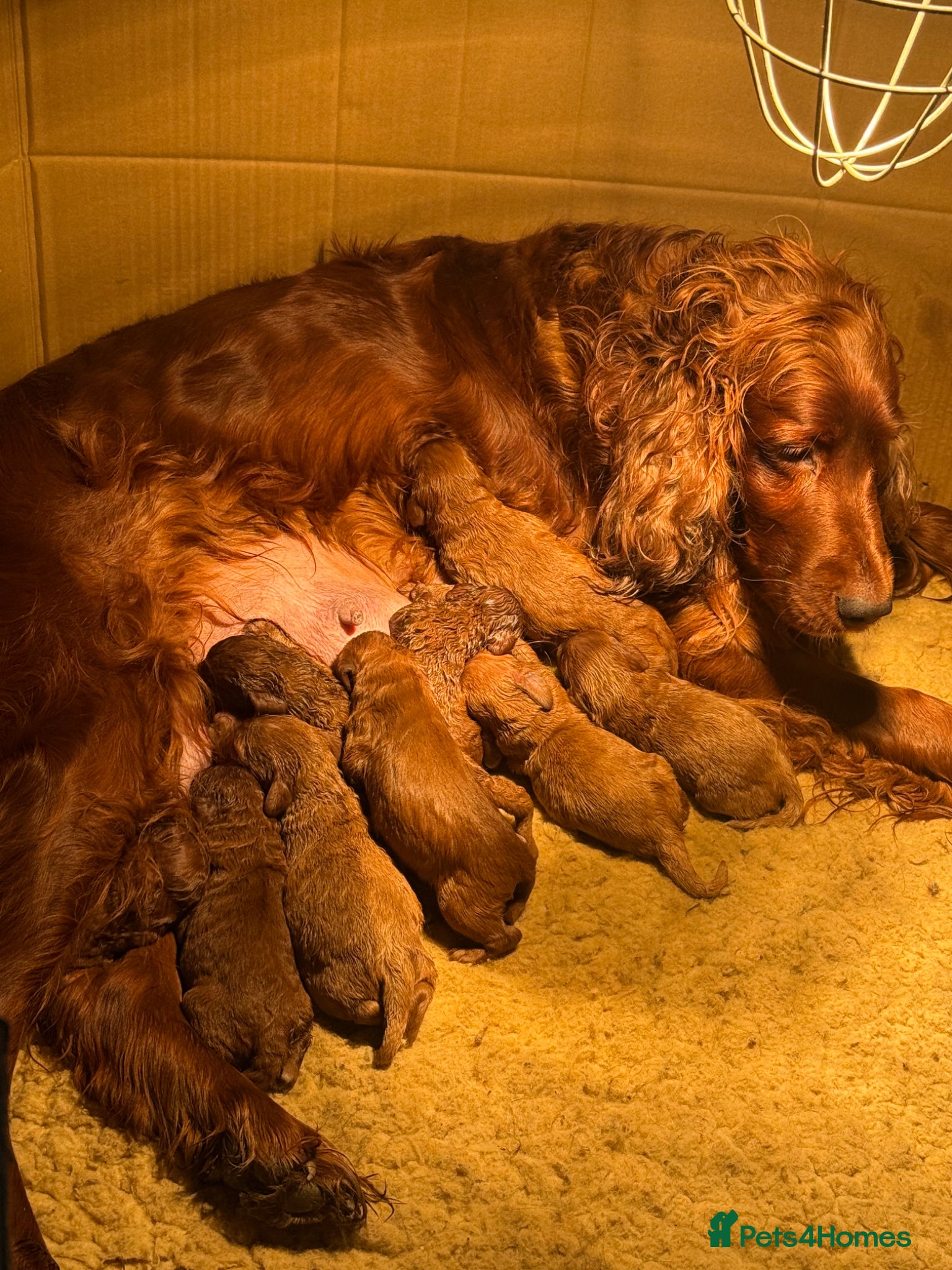 Irish Doodle dogs Stunning medium sized Irish doodles - Advert 7