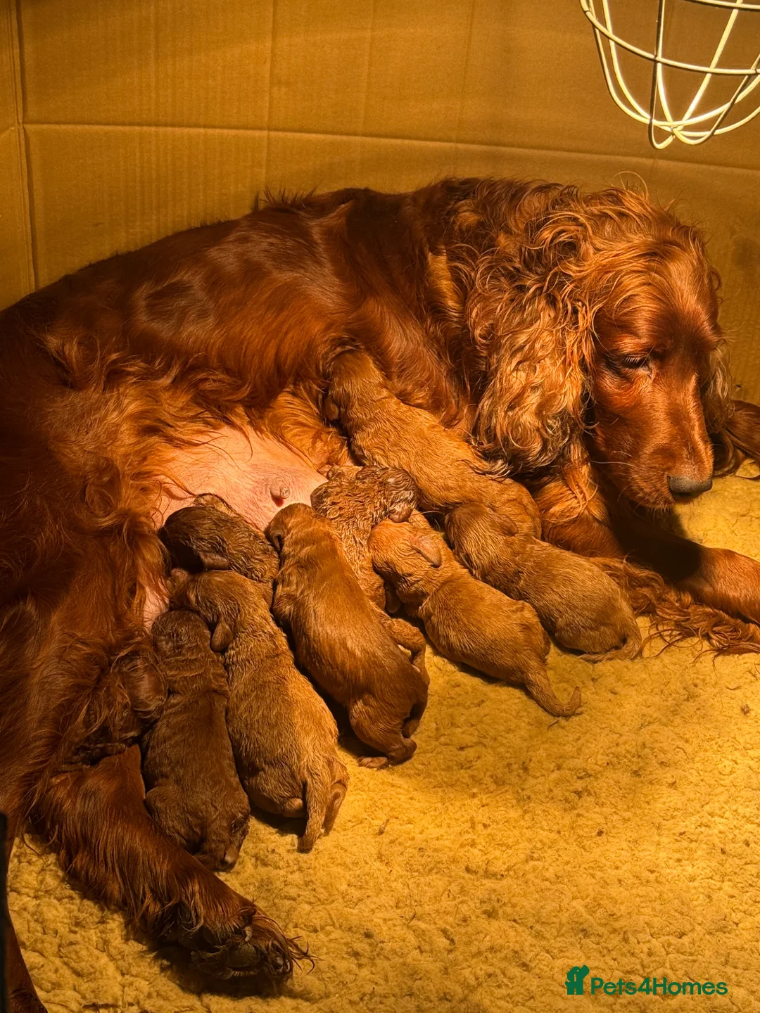 Irish Doodle dogs for sale: Stunning medium Irish doodles  - Advert 1