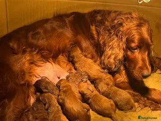 Irish Doodle dogs Stunning medium sized Irish doodles - Advert 7