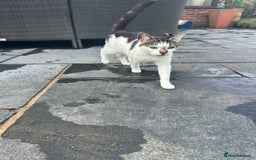 British Shorthair cats for sale: Teddy & Bear Rehoming 💕 - Image 5