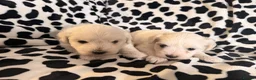 Maltese dogs for sale: Beautiful Maltese Puppies Ready for Loving Homes - Advert 5