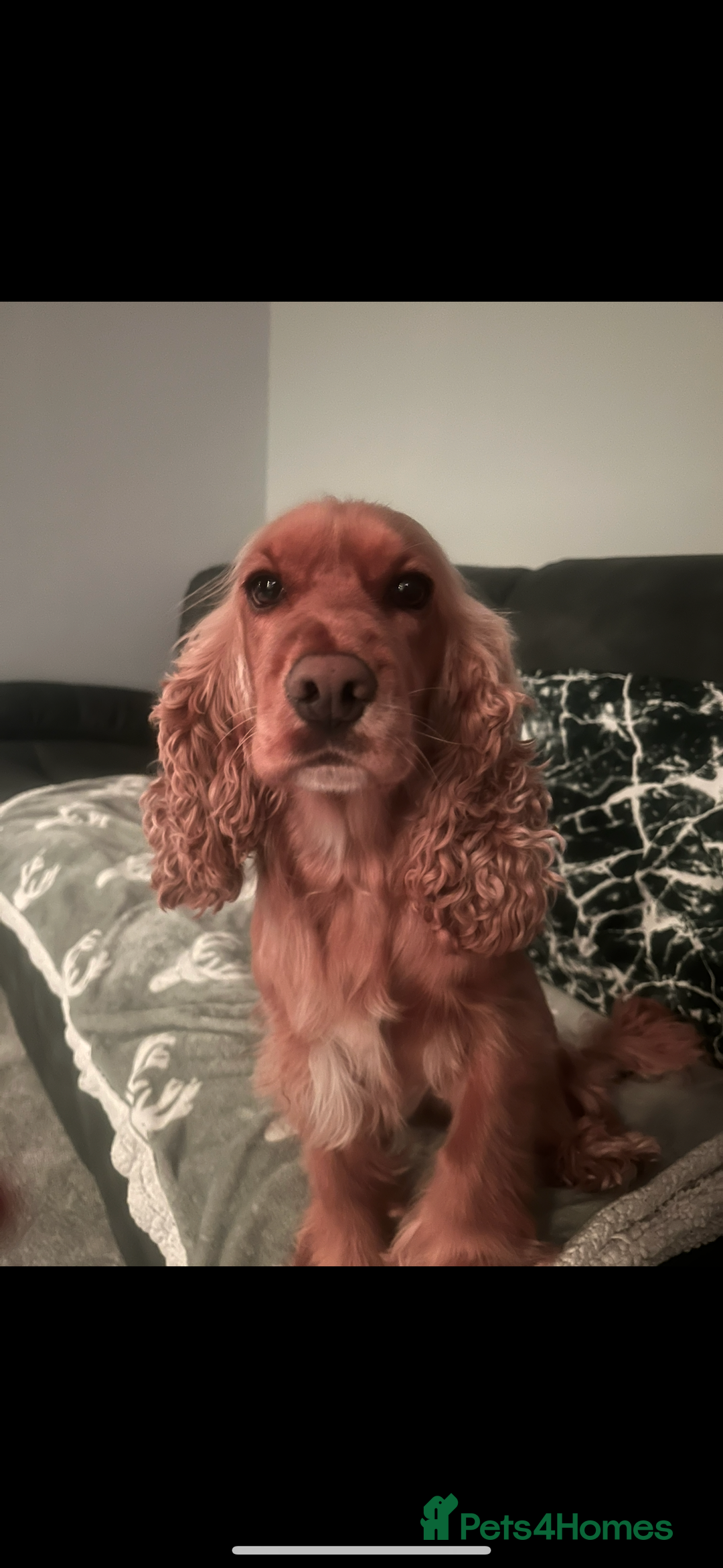 Cocker Spaniel dogs for sale: Meet Daisy – looking for her forever home❤️ - Advert 13