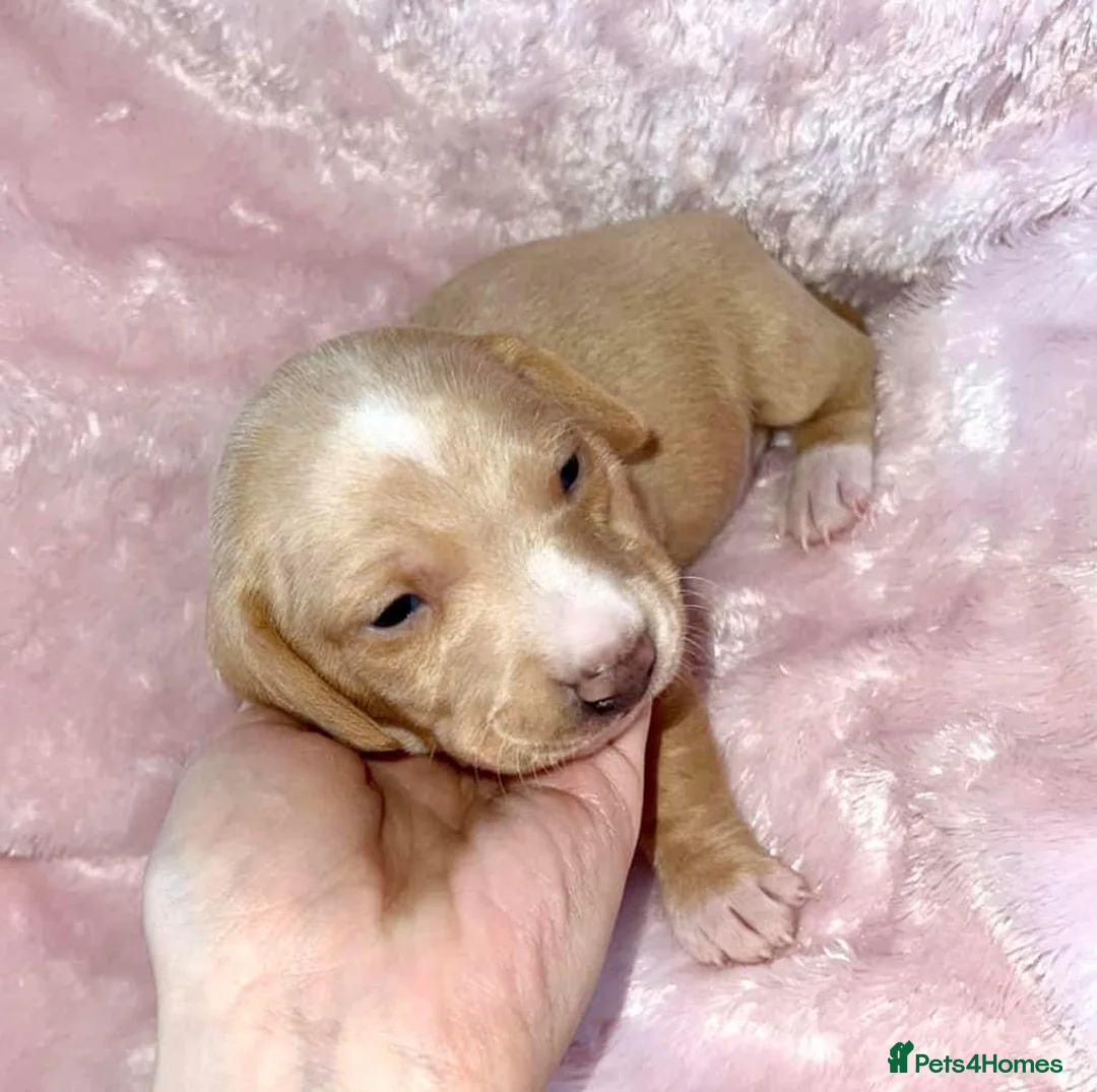 Miniature Dachshund dogs for stud: SLICE - Super Chocolate Dapple Miniature Stud in Dalry - Advert 20