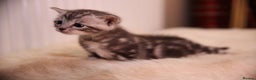 Bengal cats for sale: Adorable Snow / Charcoal Bengal kittens for sale - Advert 16