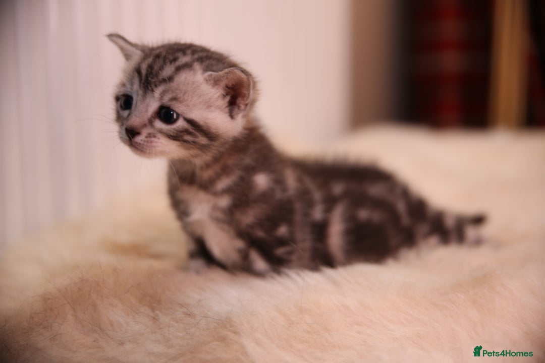 Bengal cats for sale: Adorable Snow / Charcoal Bengal kittens for sale - Advert 16