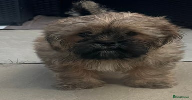 Shih Tzu dogs - Advert 14