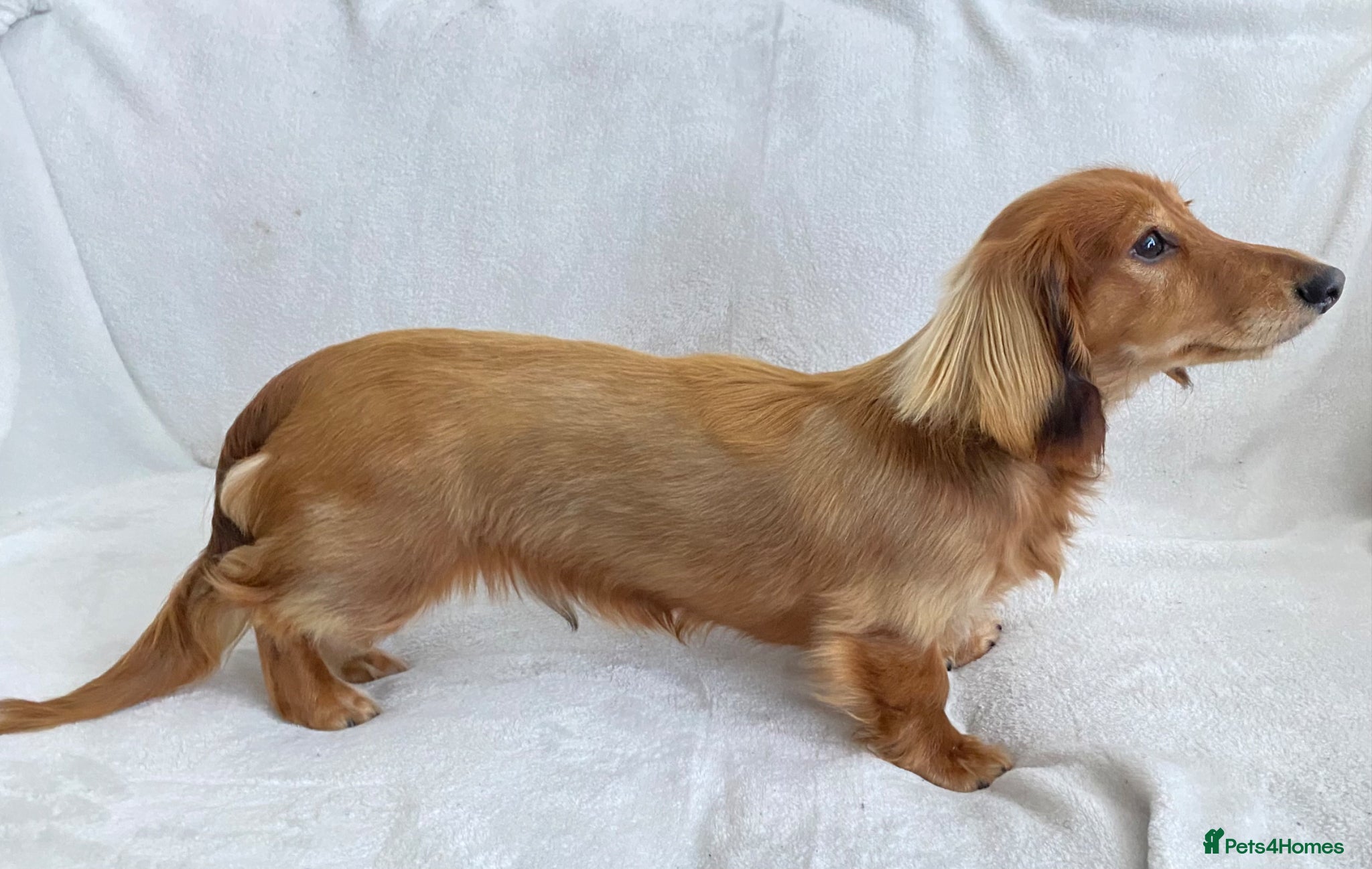 Miniature Dachshund dogs Daschund Stud  - Advert 1