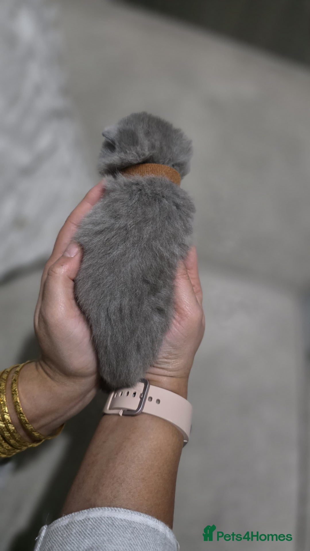 British Shorthair cats for sale: ** LAST ONE LEFT BLUE MALE British Shorthair ** - Advert 36