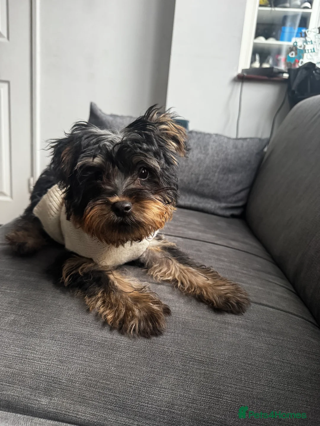 Yorkshire Terrier dogs for sale: 🐶 Adorable Yorkshire Terrier Puppy🩵   - Advert 2