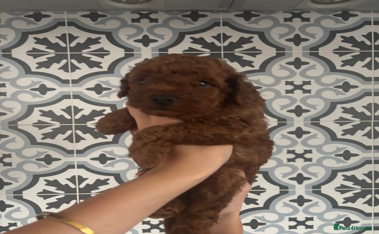 Toy Poodle dogs - Advert 1