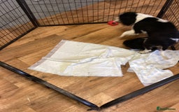 Cavapoo dogs for sale: F1 cavapoo  - Image 2