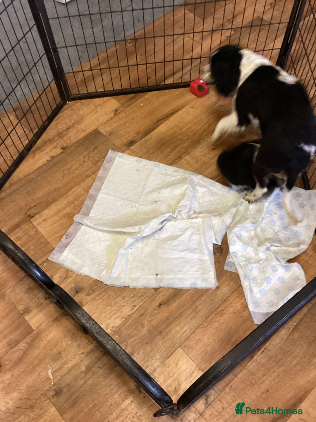 Cavapoo dogs for sale: F1 cavapoo  - Image 2