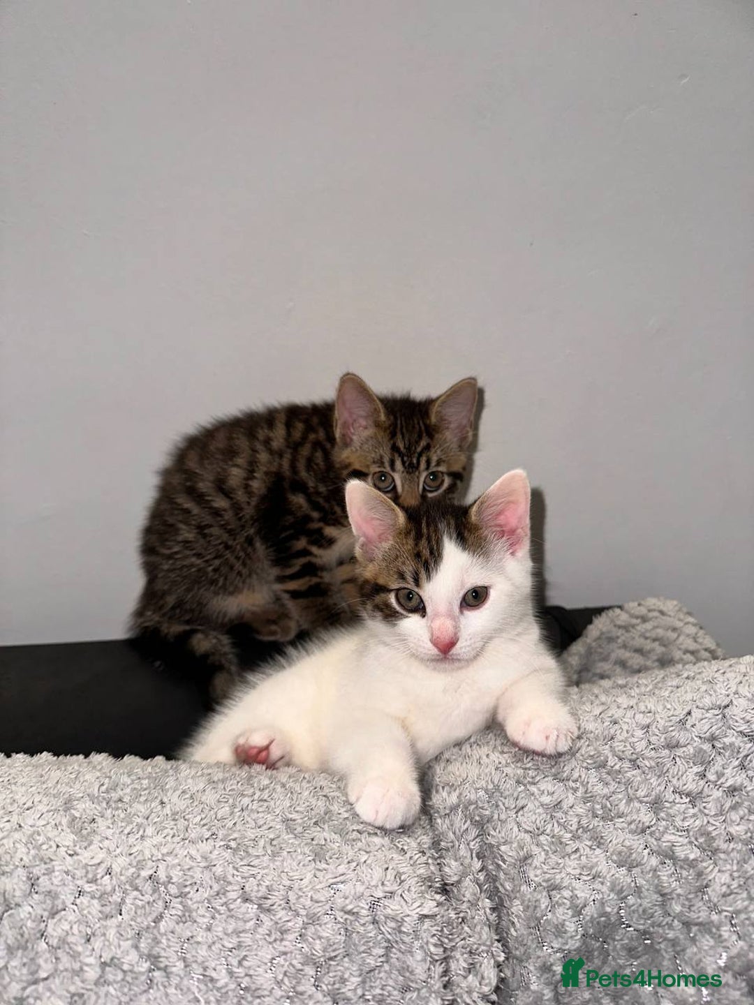 Mixed Breed cats for sale: Kittens for sale  - Advert 7