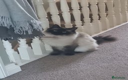 Ragdoll cats for sale: Gorgeous Ragdoll cross kittens  - Image 12