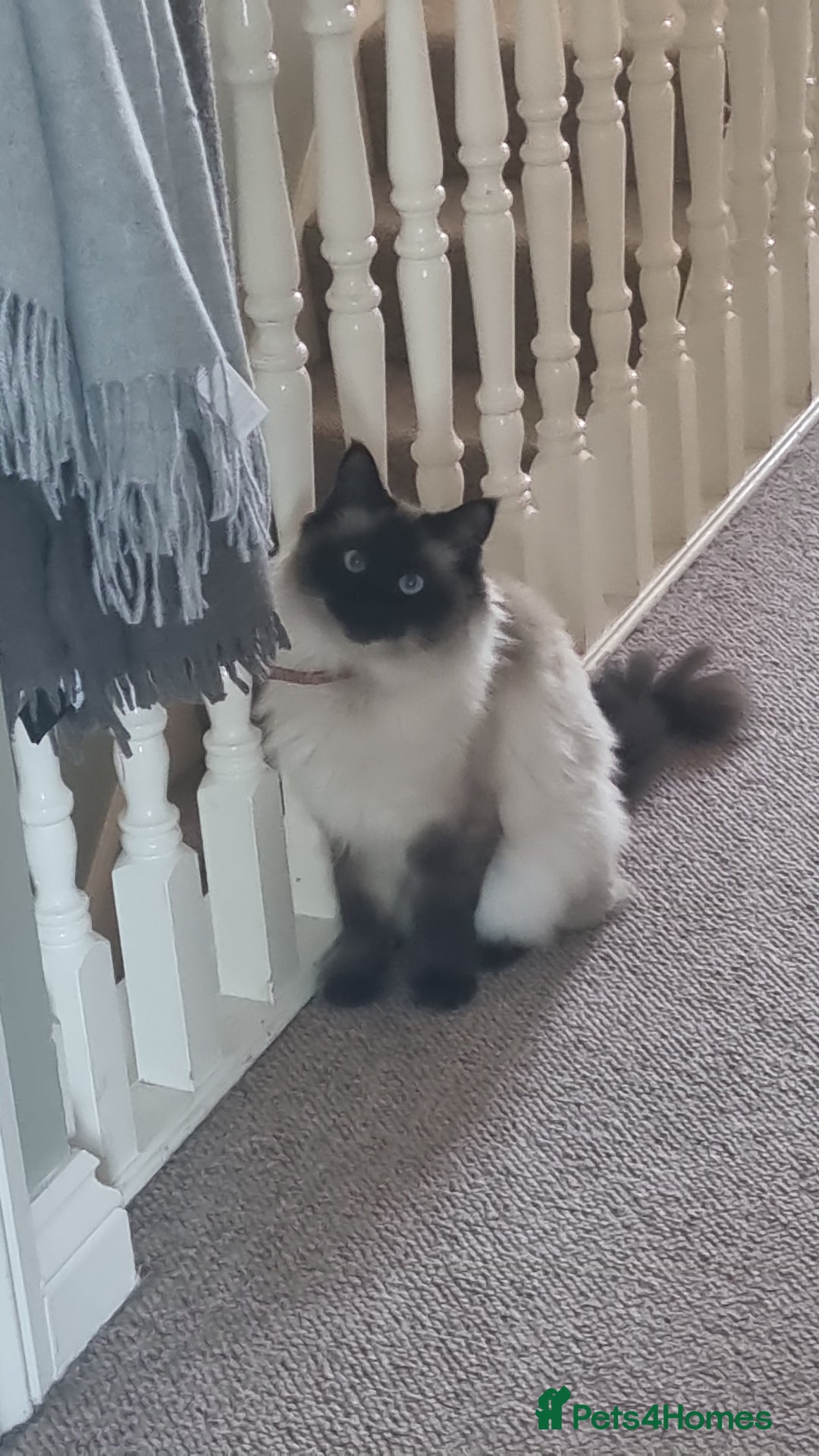 Ragdoll cats for sale: Gorgeous Ragdoll cross kittens  - Image 12
