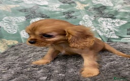 Cavalier King Charles Spaniel dogs for sale: pure cavalier king Charles spaniel - Image 7