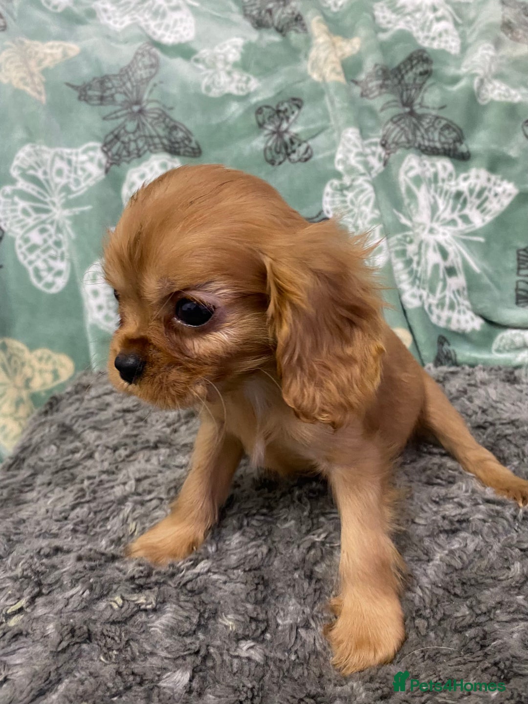 Cavalier King Charles Spaniel dogs for sale: pure cavalier king Charles spaniel - Image 7