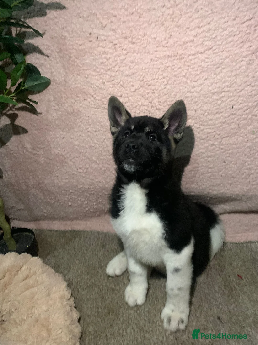 Akita dogs for sale: CHAMPION SHOW potential KC REG AKITA PUPPIES   - Advert 14