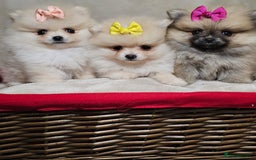 Pomeranian dogs for sale:  Pomeranian puppies ready now  - Image 2