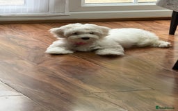 Maltese dogs for sale: Puppy - Image 13