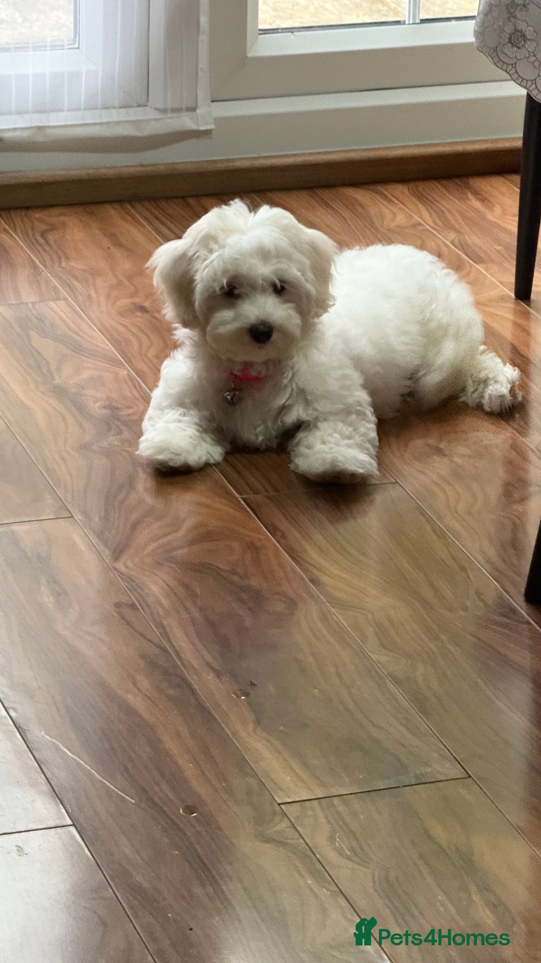 Maltese dogs for sale: Puppy - Image 13