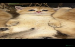 British Shorthair cats for sale: Ative GCCF Golden british short hair  - Image 5