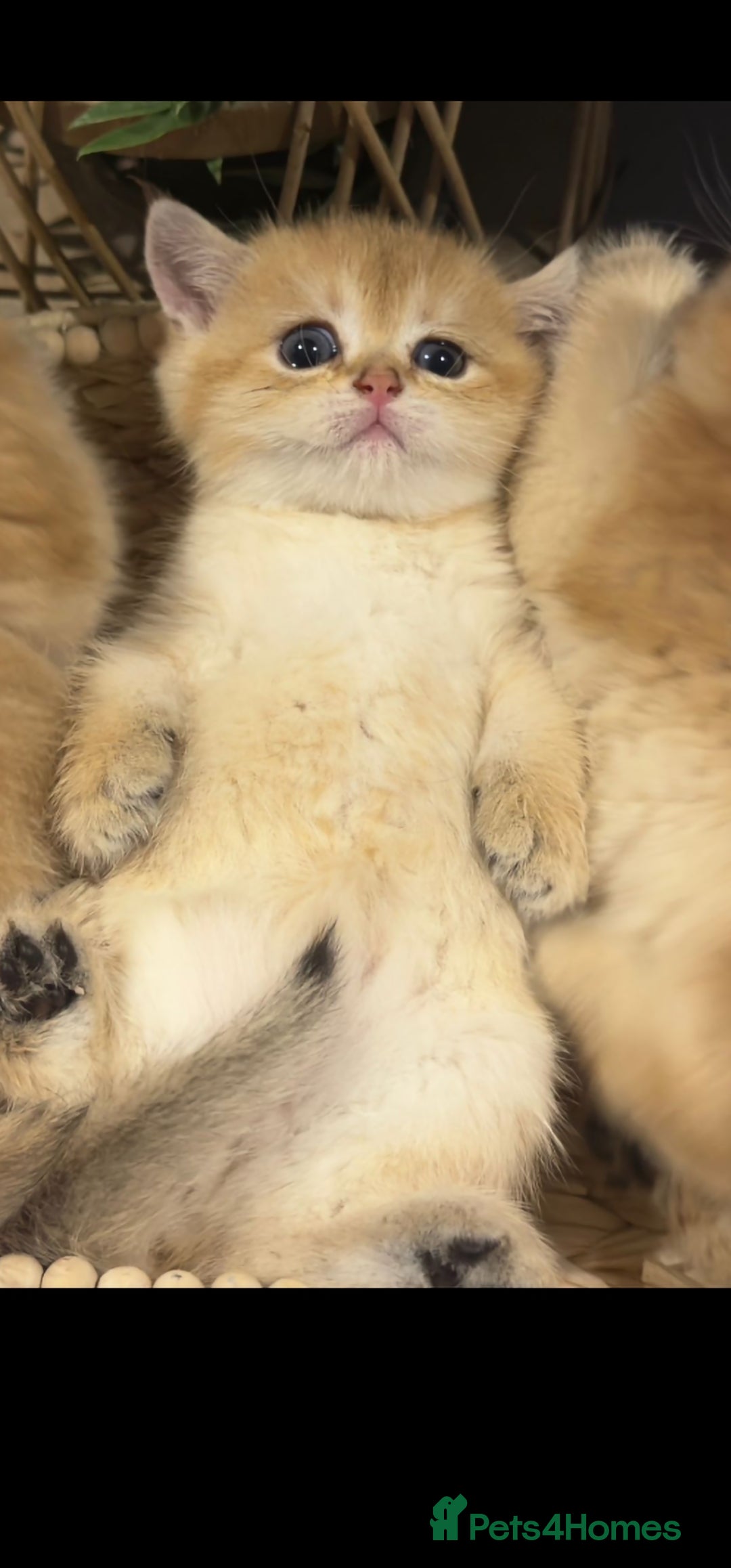 British Shorthair cats for sale: Ative GCCF Golden british short hair  - Image 5