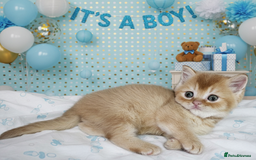 Scottish Fold cats for sale: Bundle of 11 Scottish fold Straight Ears Kittens - Image 12