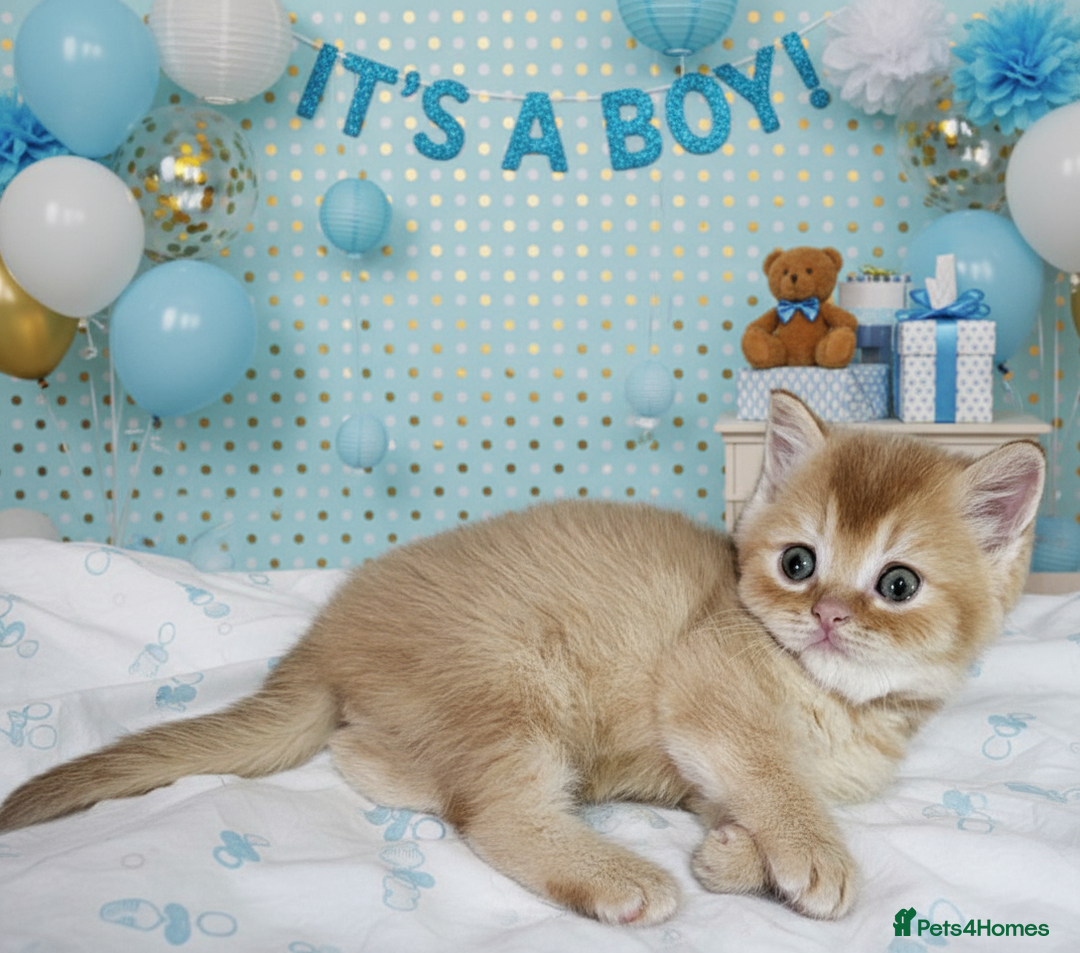 Scottish Fold cats for sale: Bundle of 11 Scottish fold Straight Ears Kittens - Image 12
