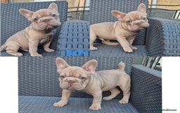 French Bulldog dogs for sale: Last Girl Left - Reduced in Slough - Image 8