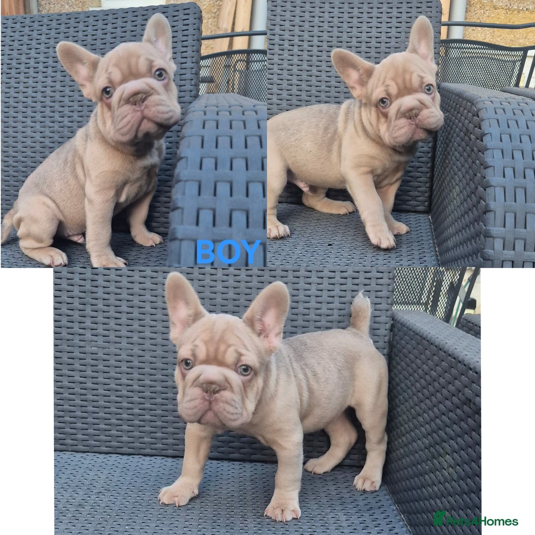 French Bulldog dogs for sale: Last Girl Left - Reduced in Slough - Image 8