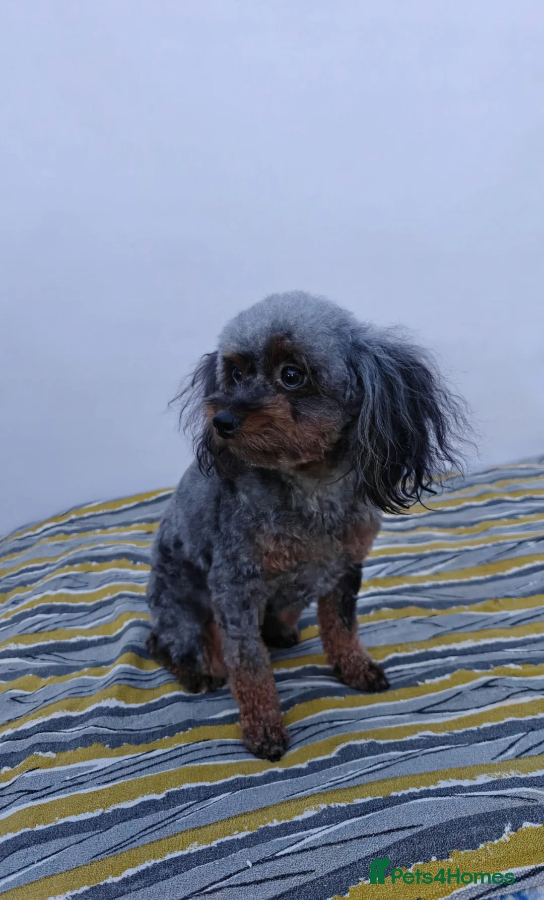 Poodle dogs for adoption: 🐾 MINKY – Female Poodle 🐾 in West Malling - Advert 2