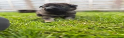 German Shepherd dogs for sale: 🐾 German Shepherd Puppies – ready 18th July - Advert 16