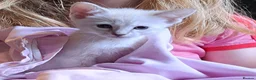 Siamese cats for sale: Siamese mix in Bedford - Advert 13