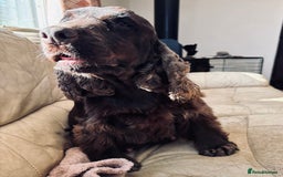 Cocker Spaniel dogs for sale: Waiting list for show litter due 27th sept - Image 15