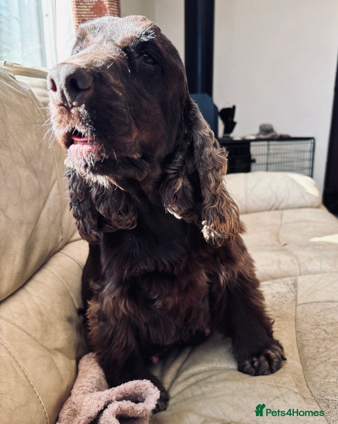 Cocker Spaniel dogs for sale: Waiting list for show litter due 27th sept - Image 15