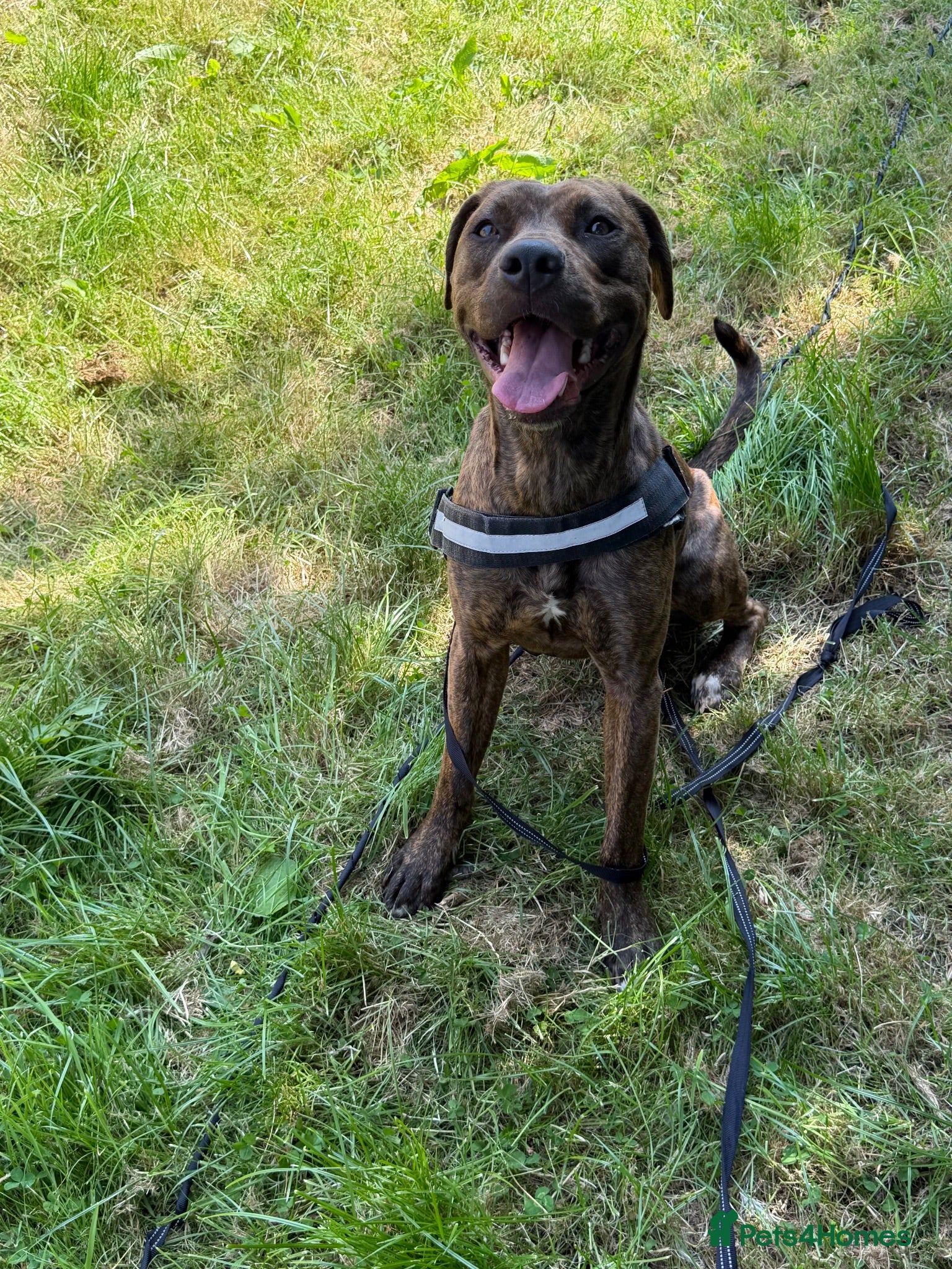 Mixed Breed dogs 1 year old crossbreed  - Advert 1