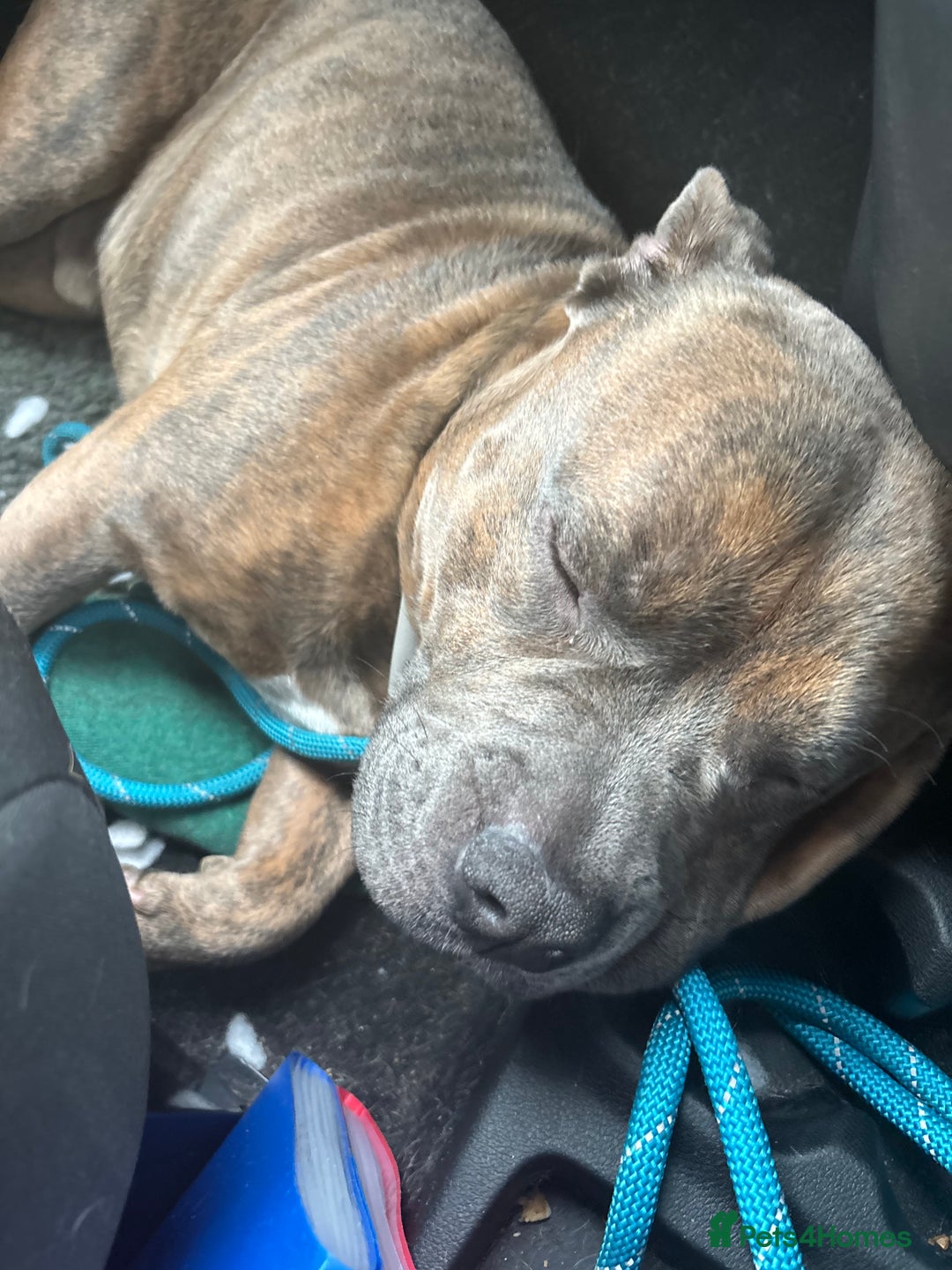 Mixed Breed dogs for sale: FOR REHOME - Advert 1