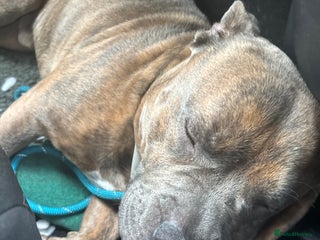 Mixed Breed dogs FOR REHOME - Advert 1