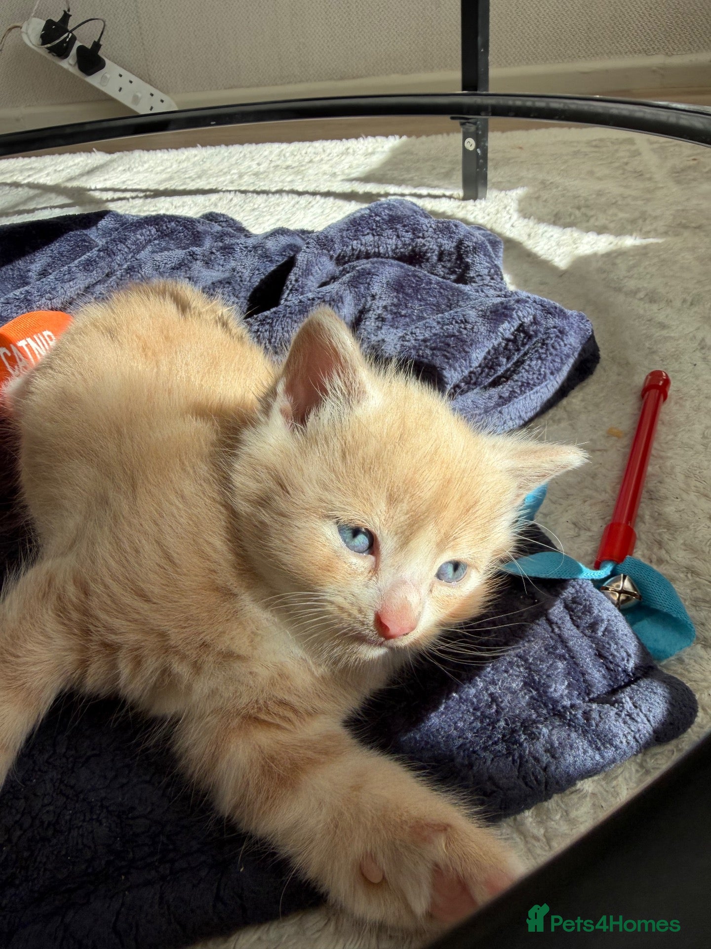 Ragdoll cats Female blonde/ginger kitten  - Advert 14